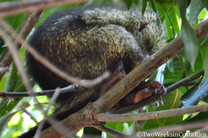 A porcupine in Samara Costa Rica