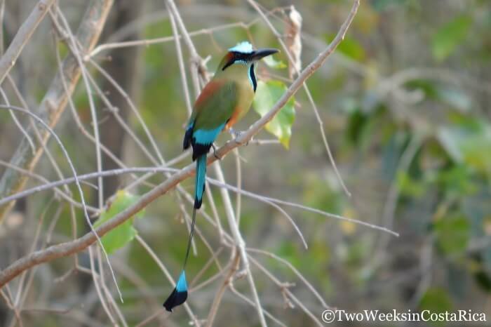 Turquoise-browed Motmot in Carara National Park