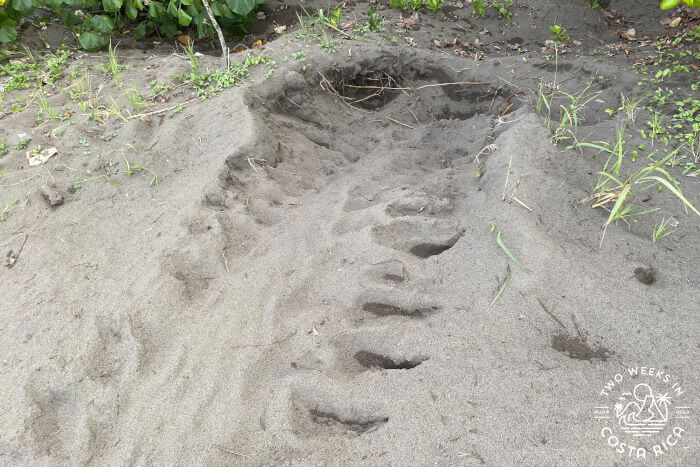 Turtle Nest Playa Tortuguero