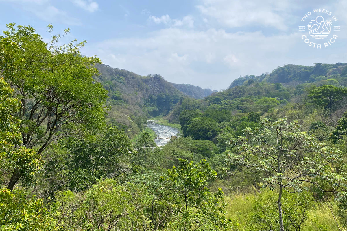 river surrounded by thick forest