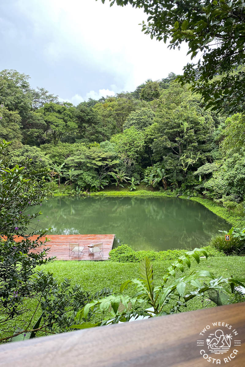 a green pond with lush forest