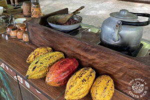 Traditional Chocolate processing tour Jaco