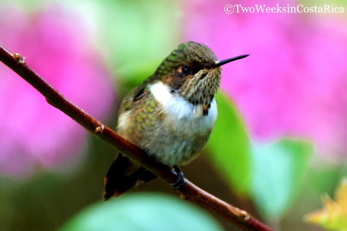 Hummingbird in birding destination, San Gerardo de Dota Costa Rica
