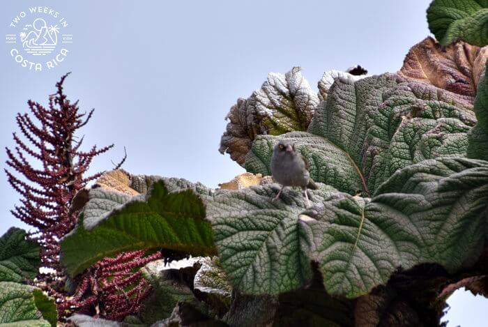 a Volcano Junco bird at Irazu Volcano
