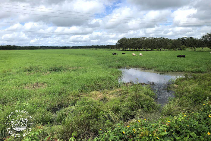 A farm field next to some wetlands in the Cano Negro region of Costa Rica