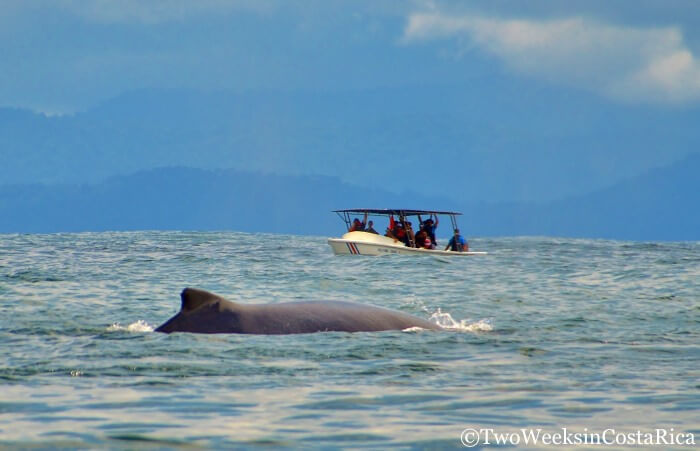 Small whale-watching boat observing a whale surface in Costa Rica