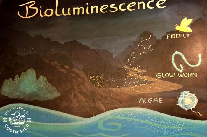 a painting with the word bioluminescence giving examples like a firefly and glow worm