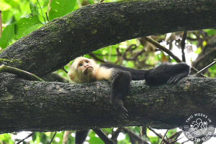 white-faced monkey laying on a branch