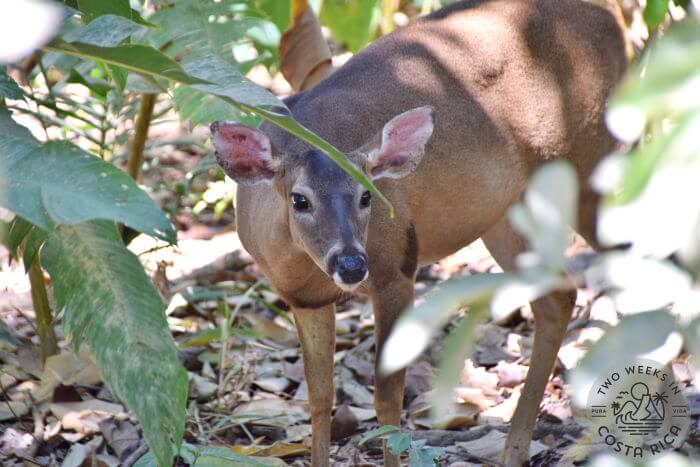 A deer peeking through the trees