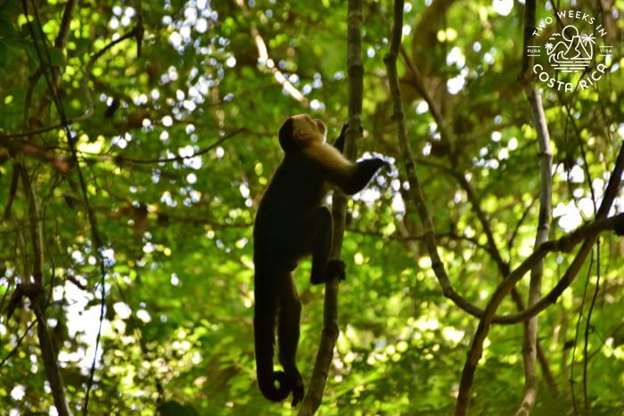 White-faced monkey in Cabo Blanco