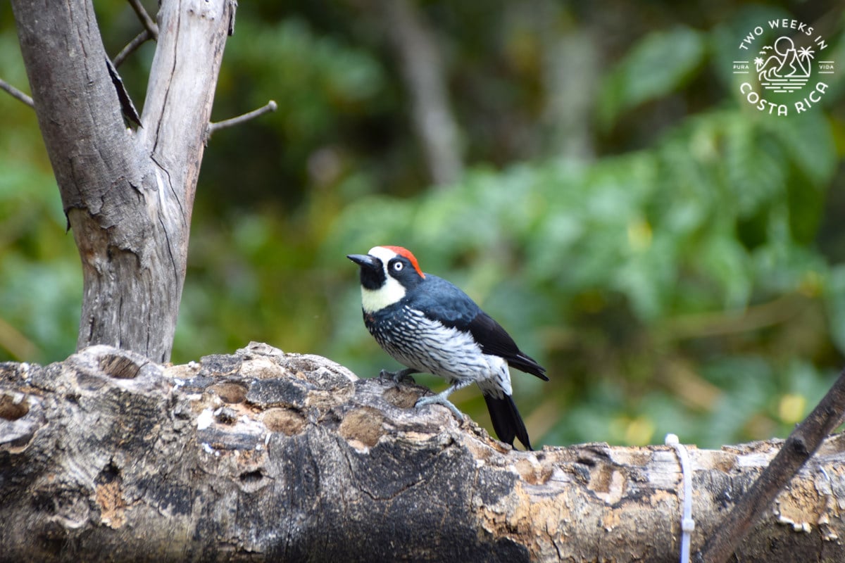An acorn woodpecker at a local restaurant in San Gerardo de Dota Costa Rica