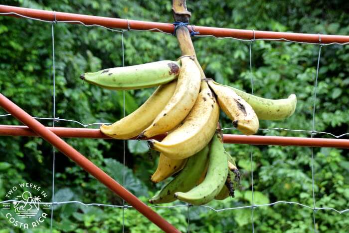 green vs. yellow plantains