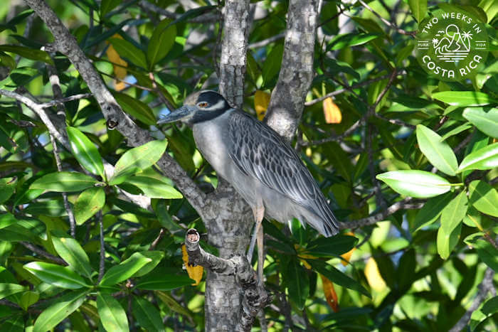 A white and black bird perched on a branch