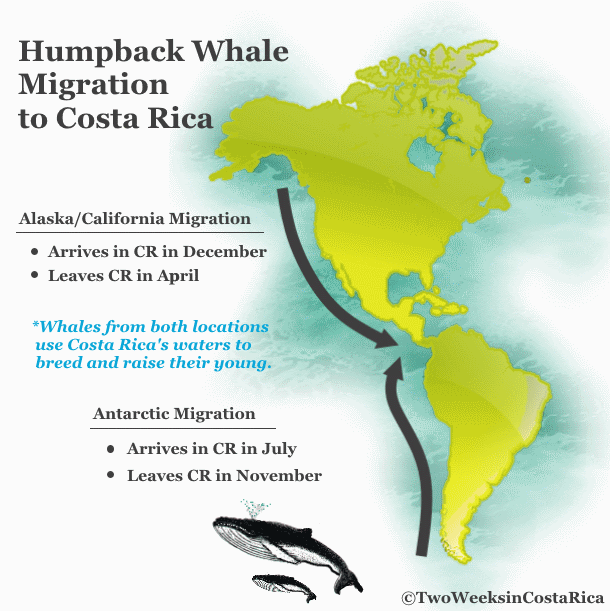 Costa Rica humpback whale migration infographic by Two Weeks in Costa Rica